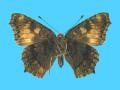 Aglias urticae ab. subtusbrunnescens 6-20-1928 High Wycombe, Bucks Co., UK (Internet Image property of respective owner, non-commercial use only)